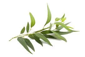 australian-eucalyptus-plant-1-273x185_1618508261
